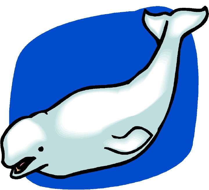 clipart whale baluga
