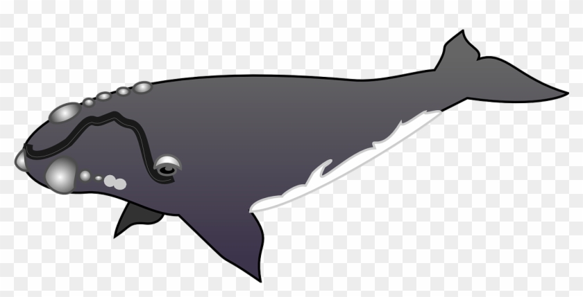 Clipart whale barnacle clipart. With barnacles hd png