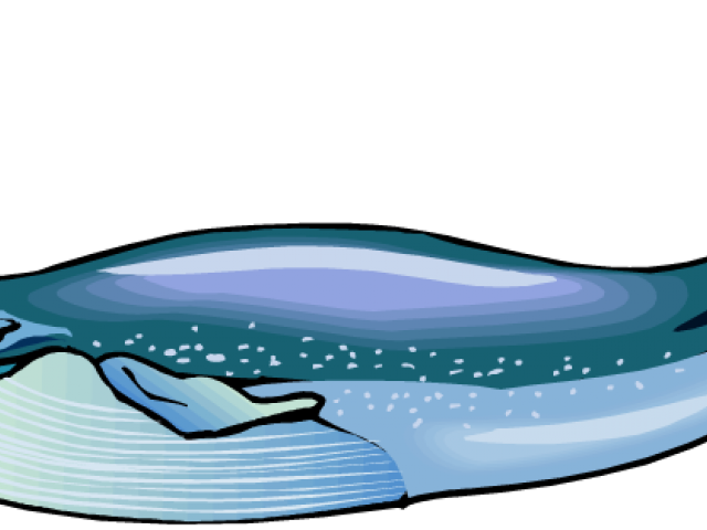 Clipart whale barnacle clipart. Free humpback download clip