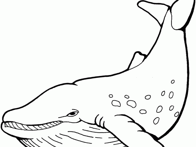 clipart whale barnacle clipart