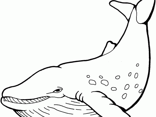 Free humpback download clip. Clipart whale barnacle clipart