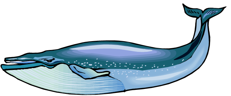 Clip art look at. Clipart whale big blue