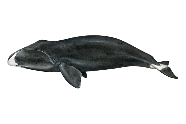 clipart whale bowhead whale