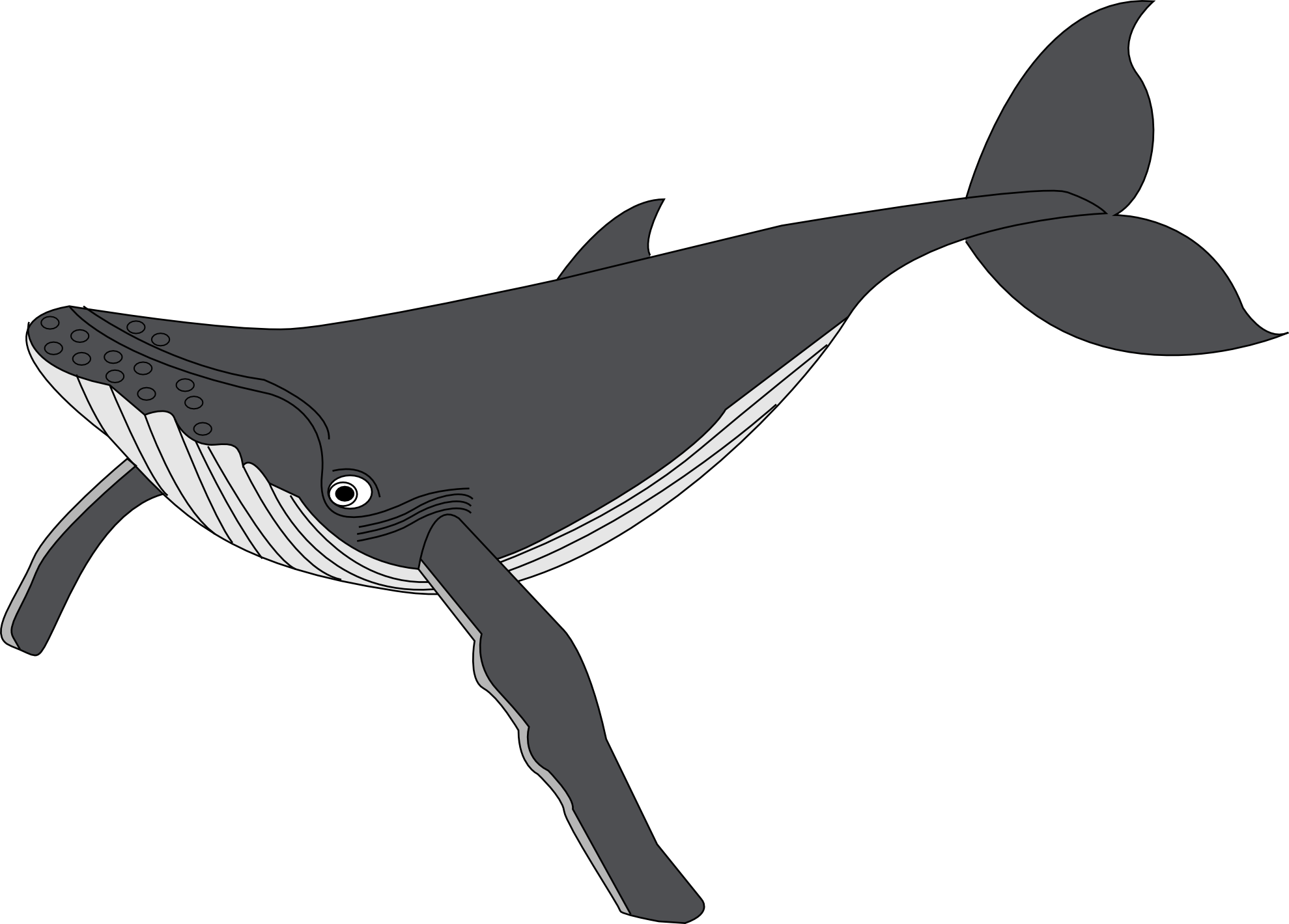eye clipart whale