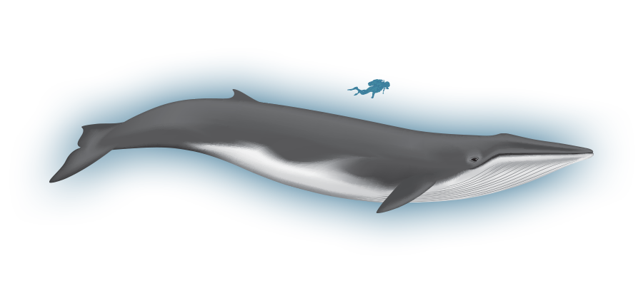 Whale fin whale