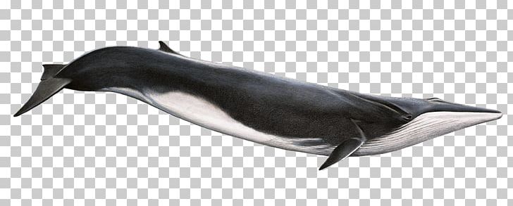 clipart whale fin whale