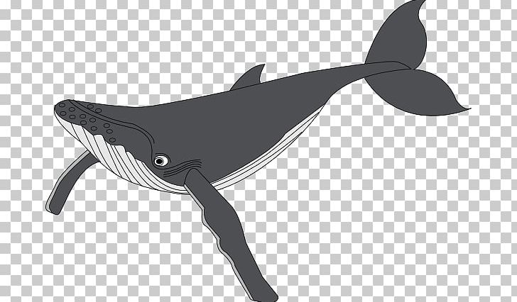 Png black and white. Clipart whale humpback whale