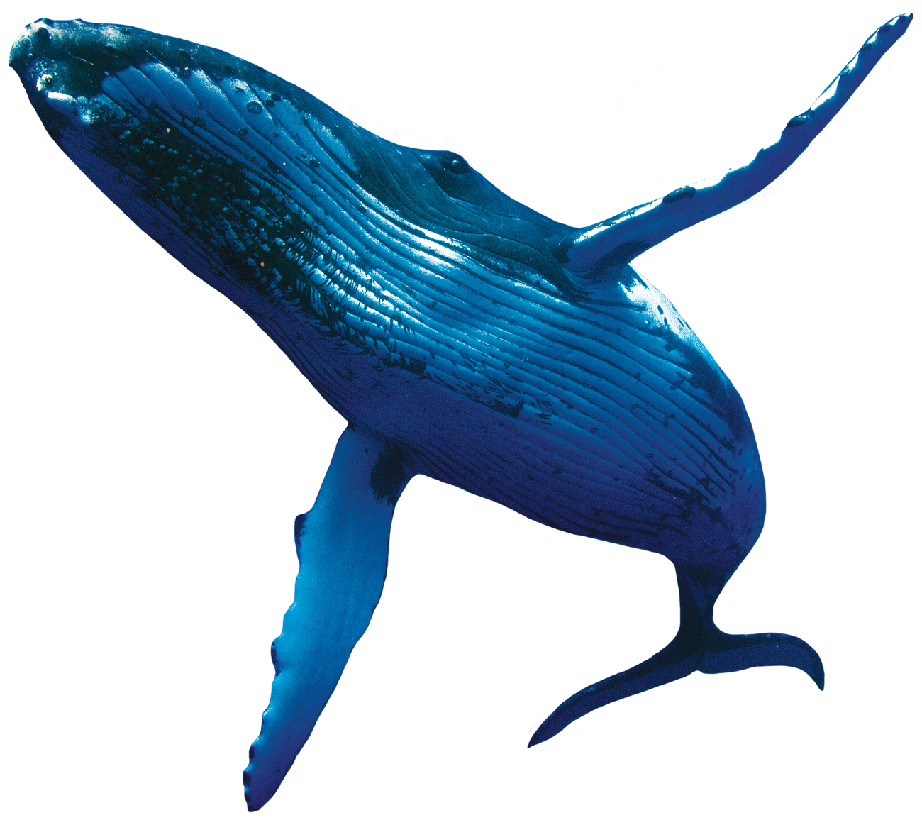 Cliparthut free images best. Clipart whale humpback whale