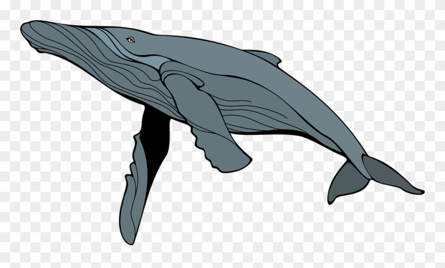 Clipart whale humpback whale. Ballena gris mam feros