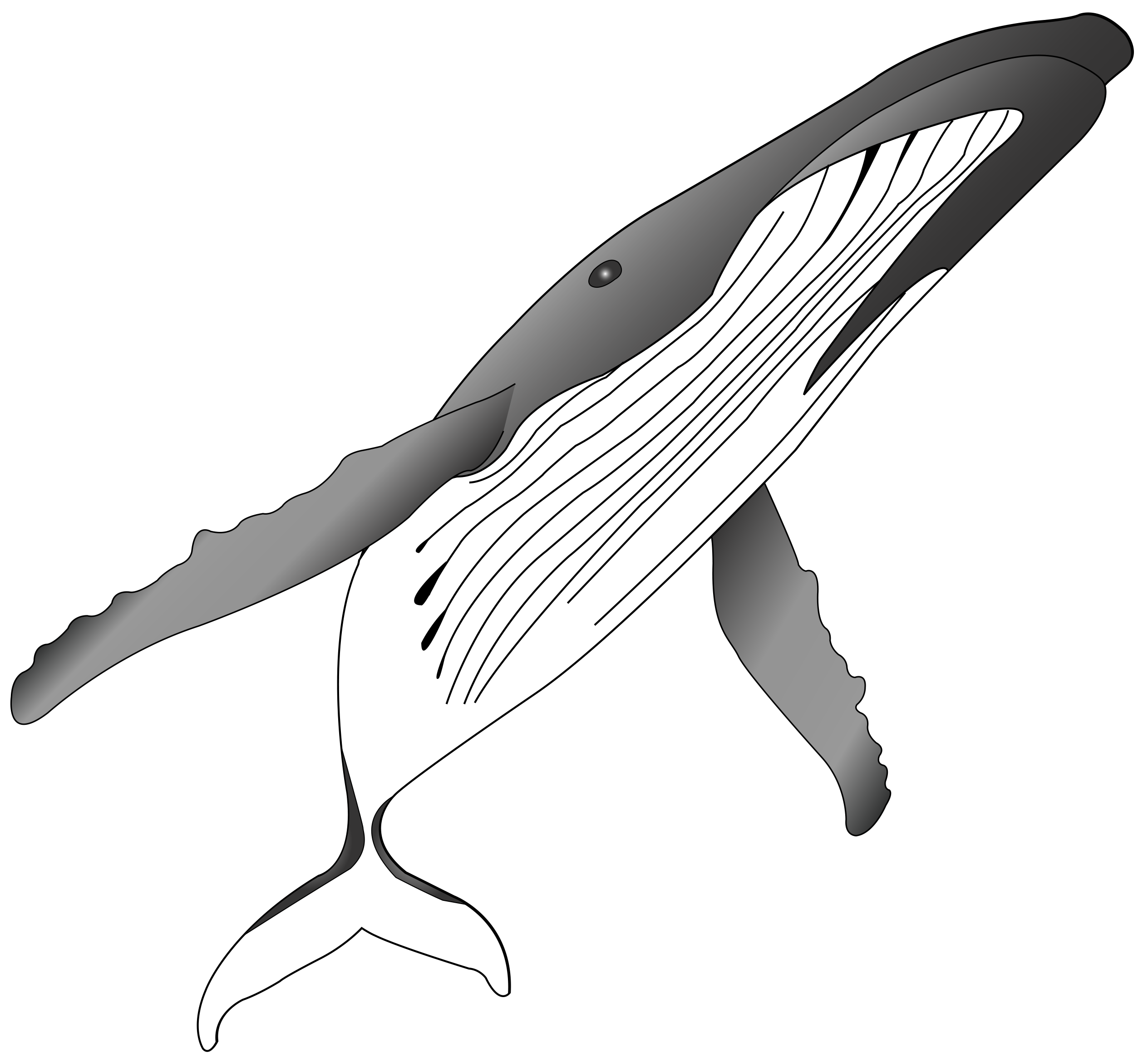 Clipart whale humpback whale. Killer clip art sharks