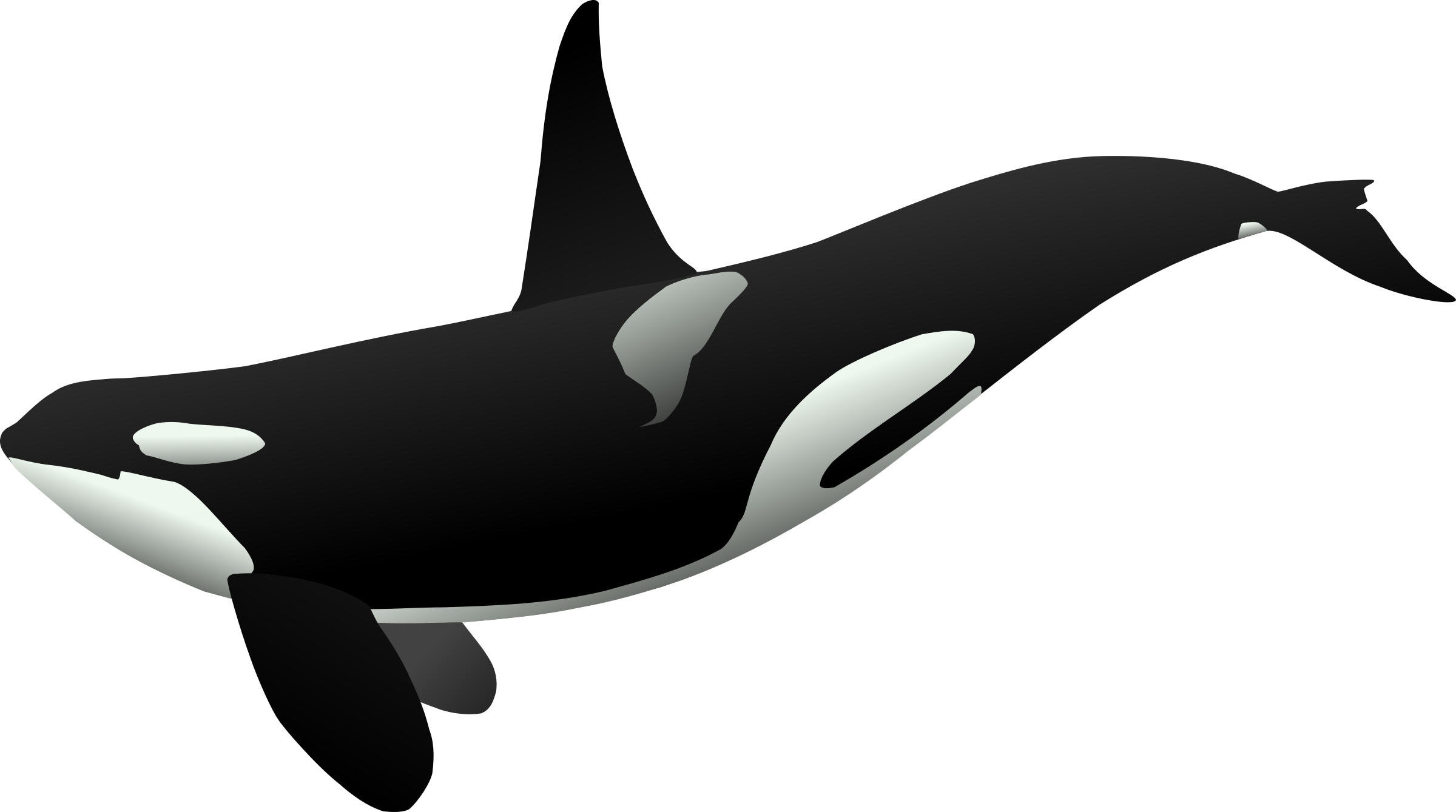 Clipart whale jpeg. Killer strong free on