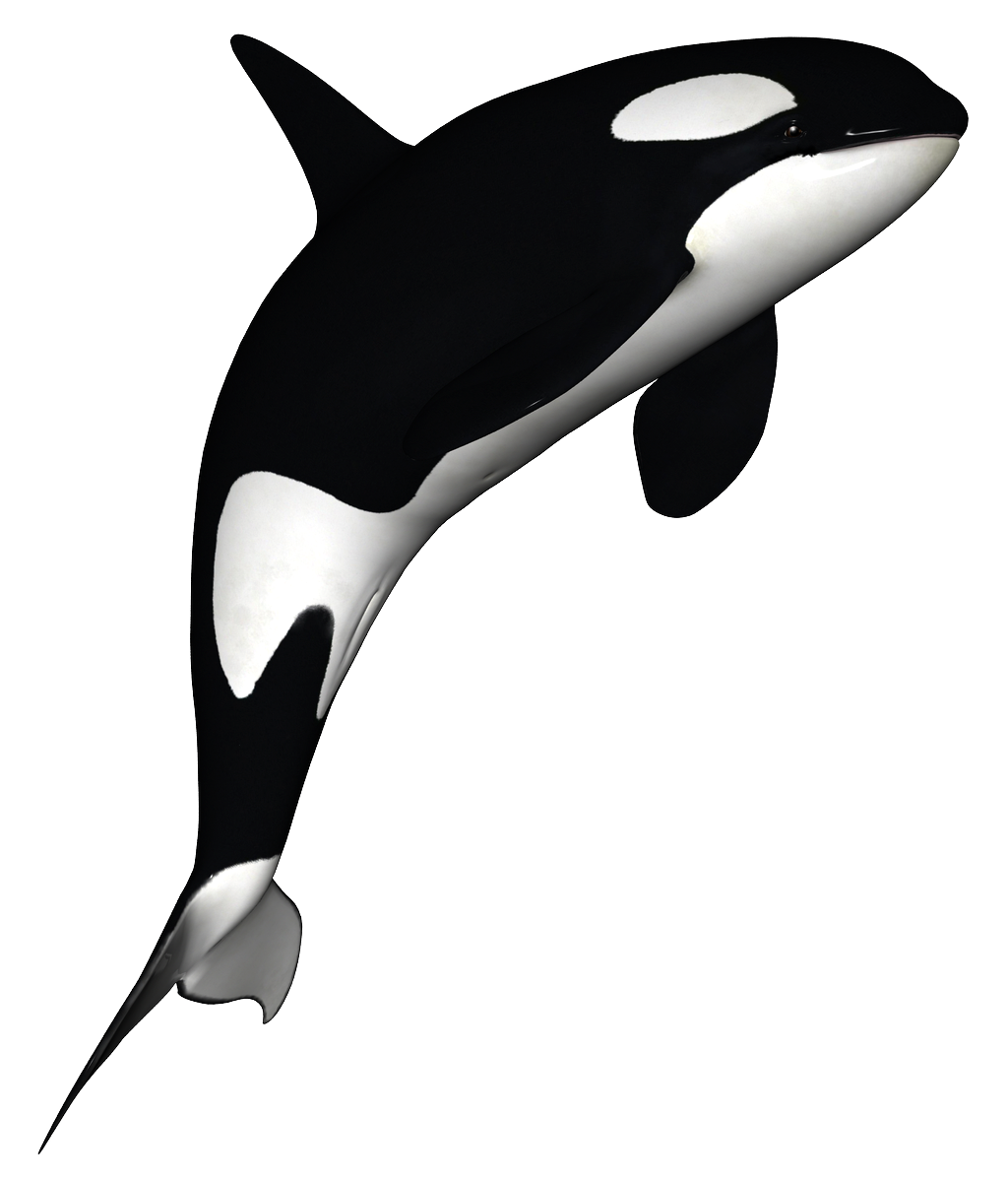 clipart whale killer whale