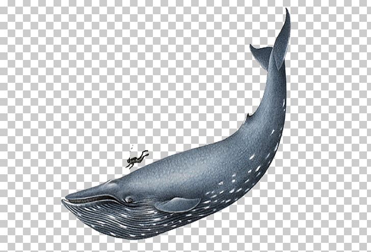 clipart whale large whale