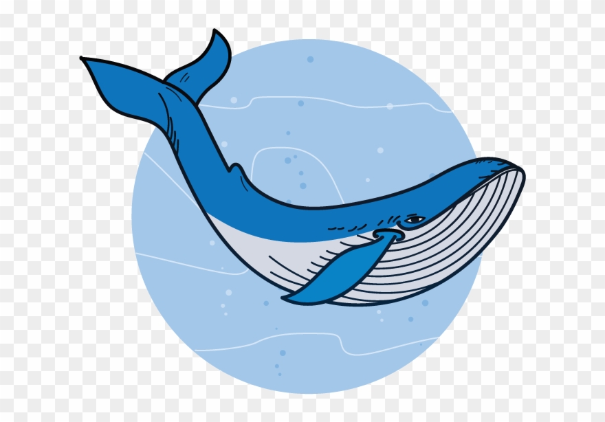 clipart whale marine ecosystem