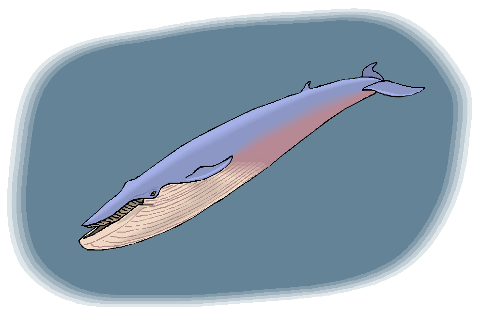 clipart whale minke whale