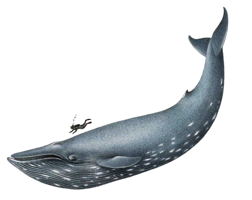 diving clipart whale