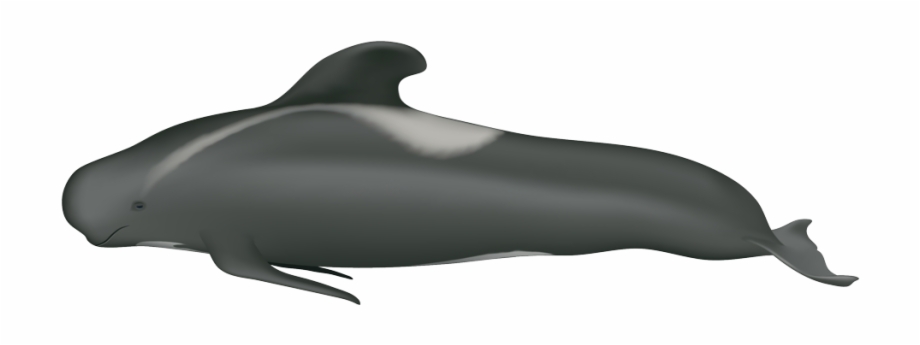 clipart whale pilot whale