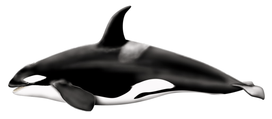 orca clipart minke whale