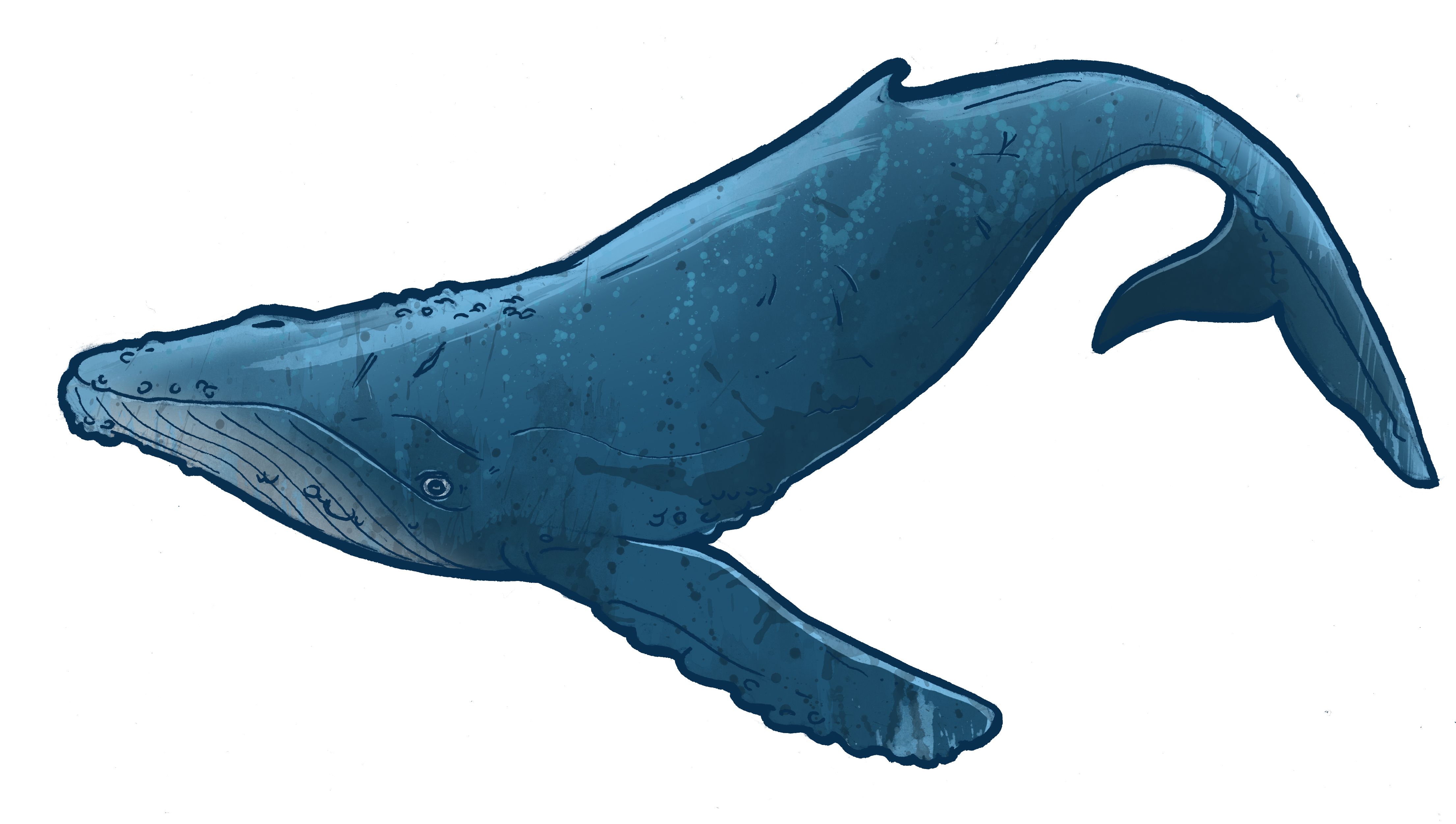 clipart whale real whale