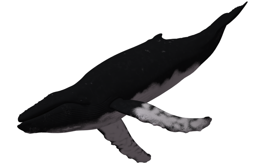 silhouette clipart whale