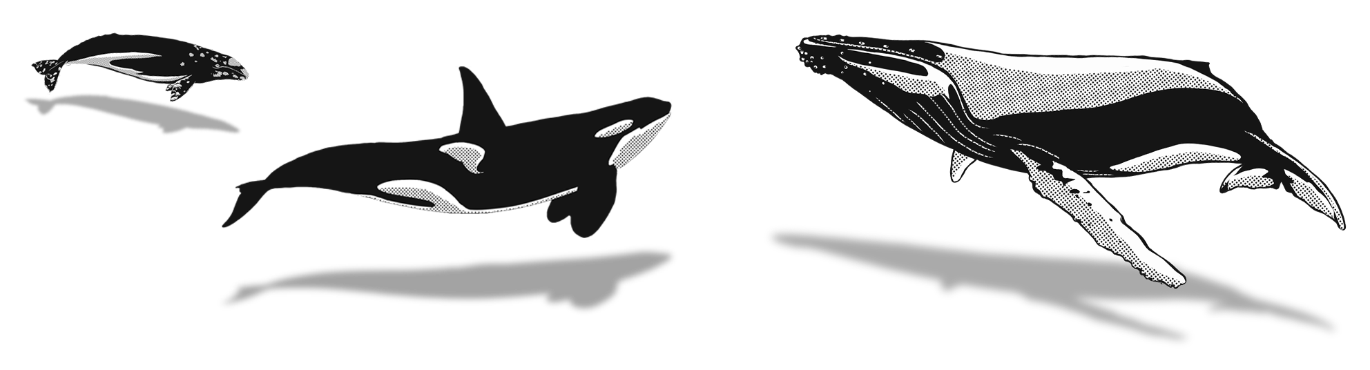 Orca clipart whale swimming. The whaleplanner a watching