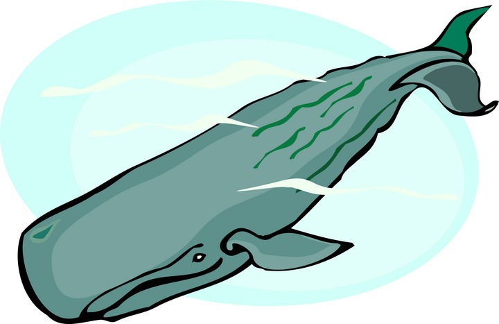 clipart whale sperm whale