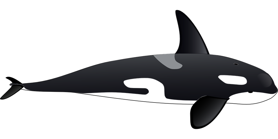 clipart whale transparent background
