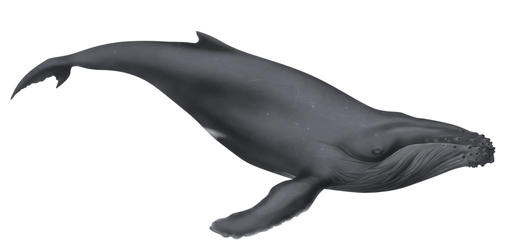 Clipart whale turquoise. Free cartoon humpback download