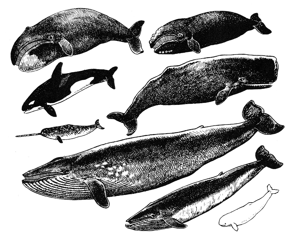 clipart whale vintage