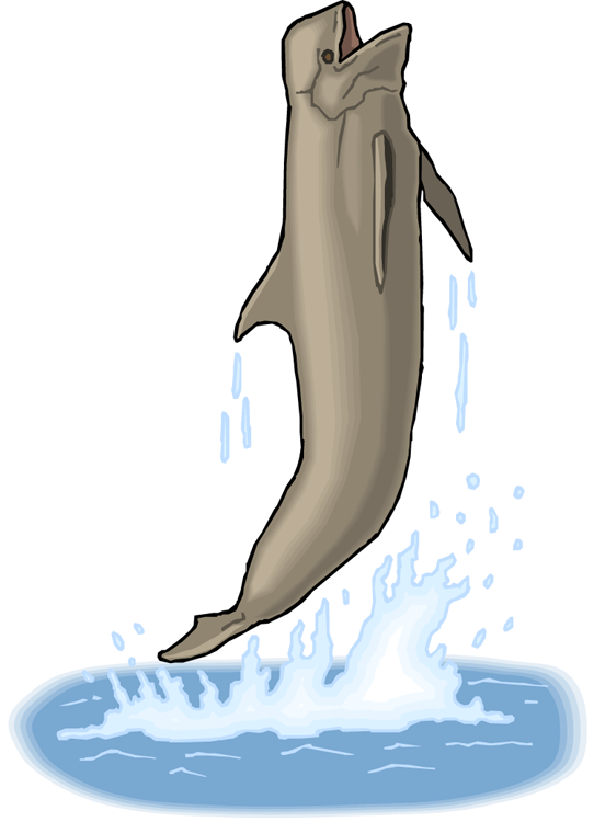 i clipart whale