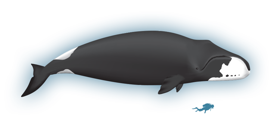 clipart whale water spout