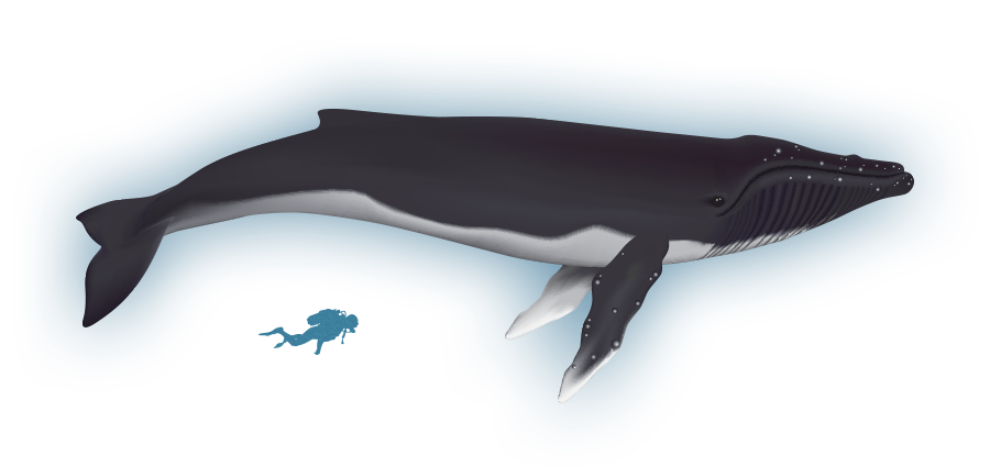 clipart whale water spout