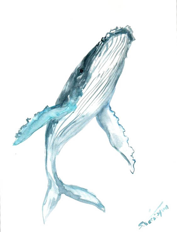 clipart whale watercolor