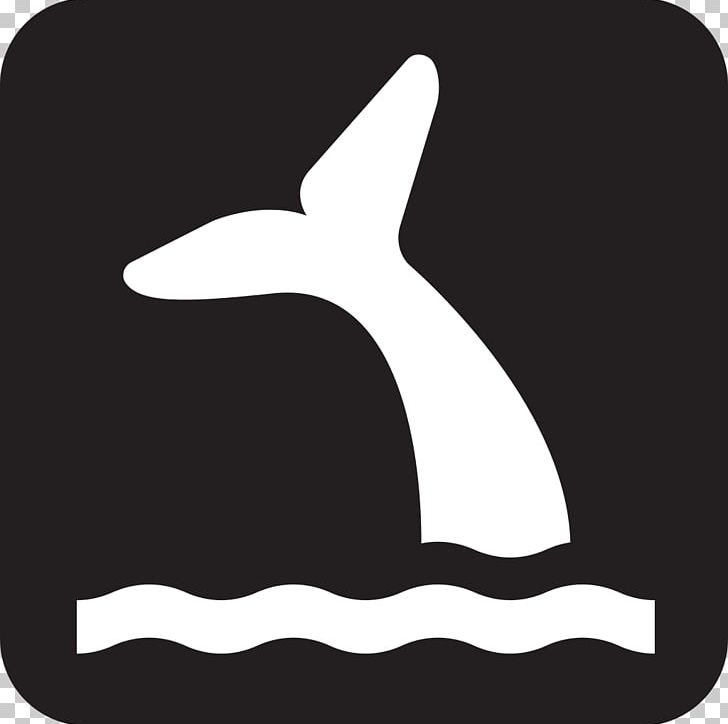 clipart whale whale watching