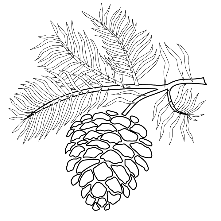 Winter clipart pinecone. Pine cone line drawing