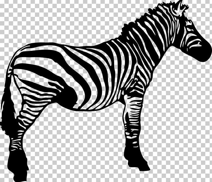 clipart zebra black and white