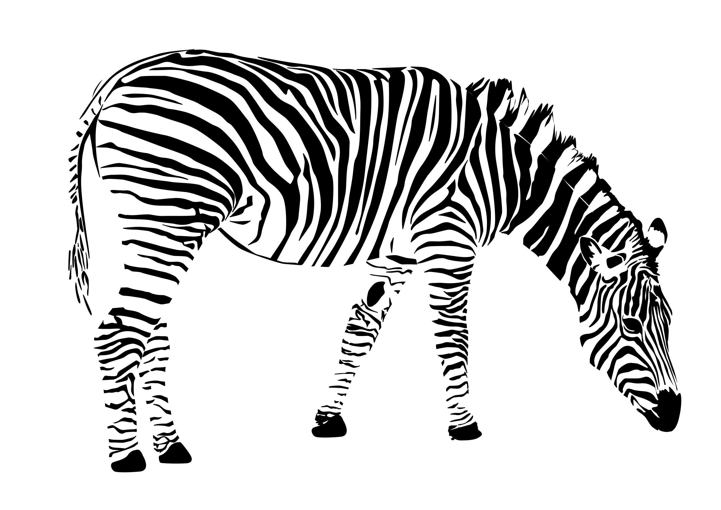 clipart zebra black and white