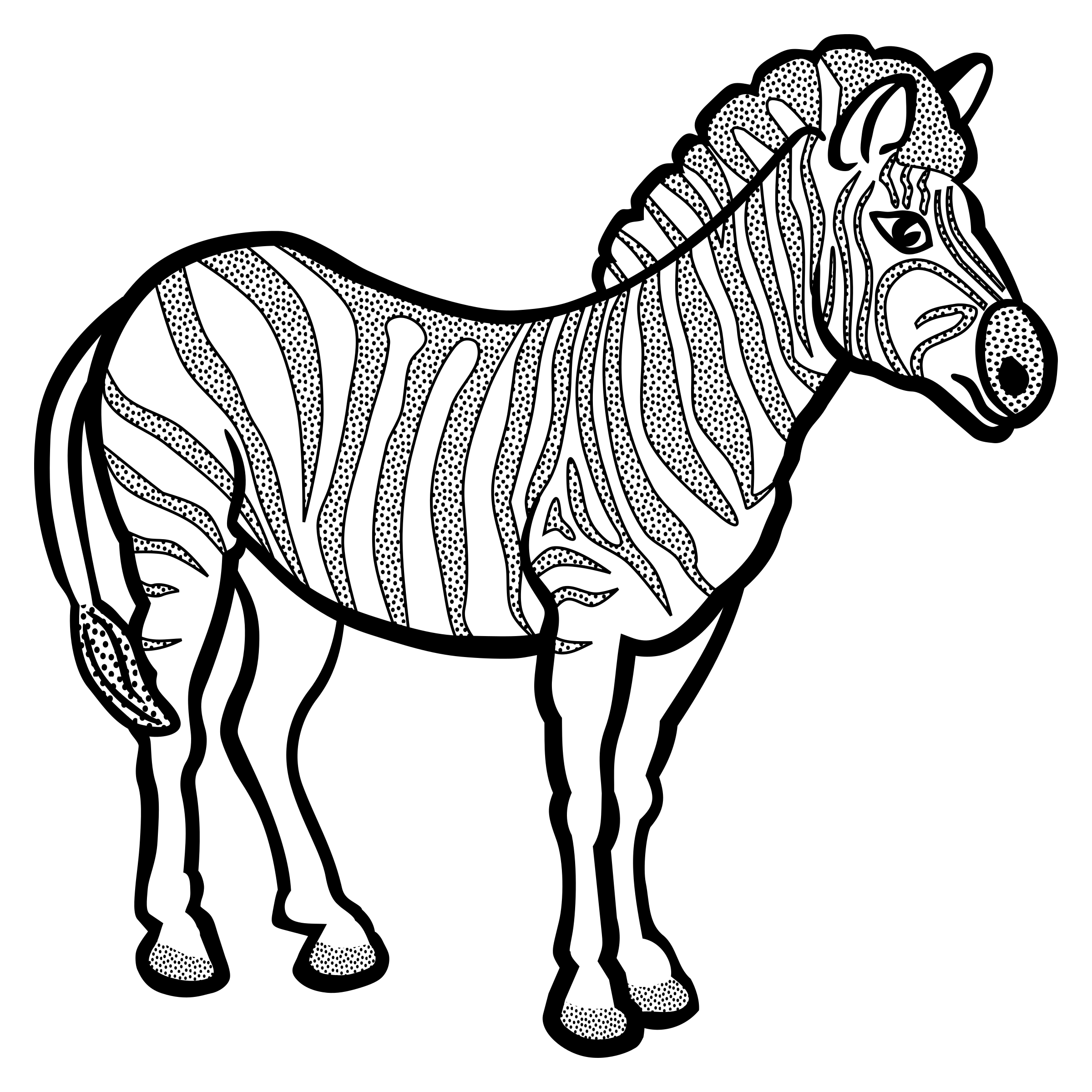 Zebra line drawing at. Lines clipart piece hair