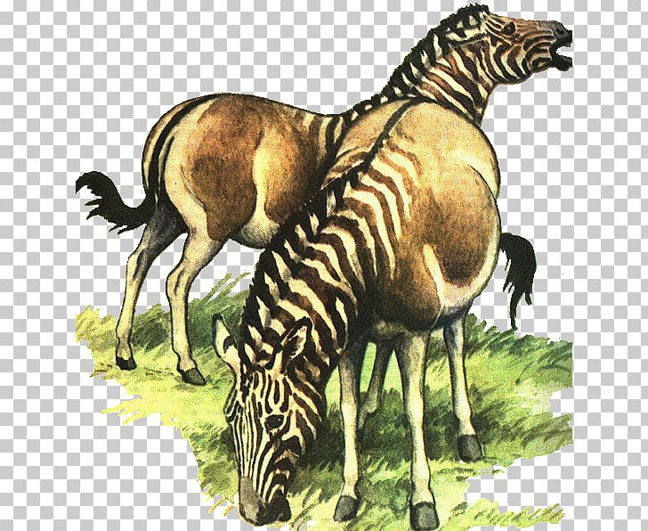 clipart zebra endangered animal