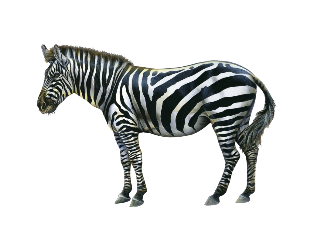 Zebra group zebras