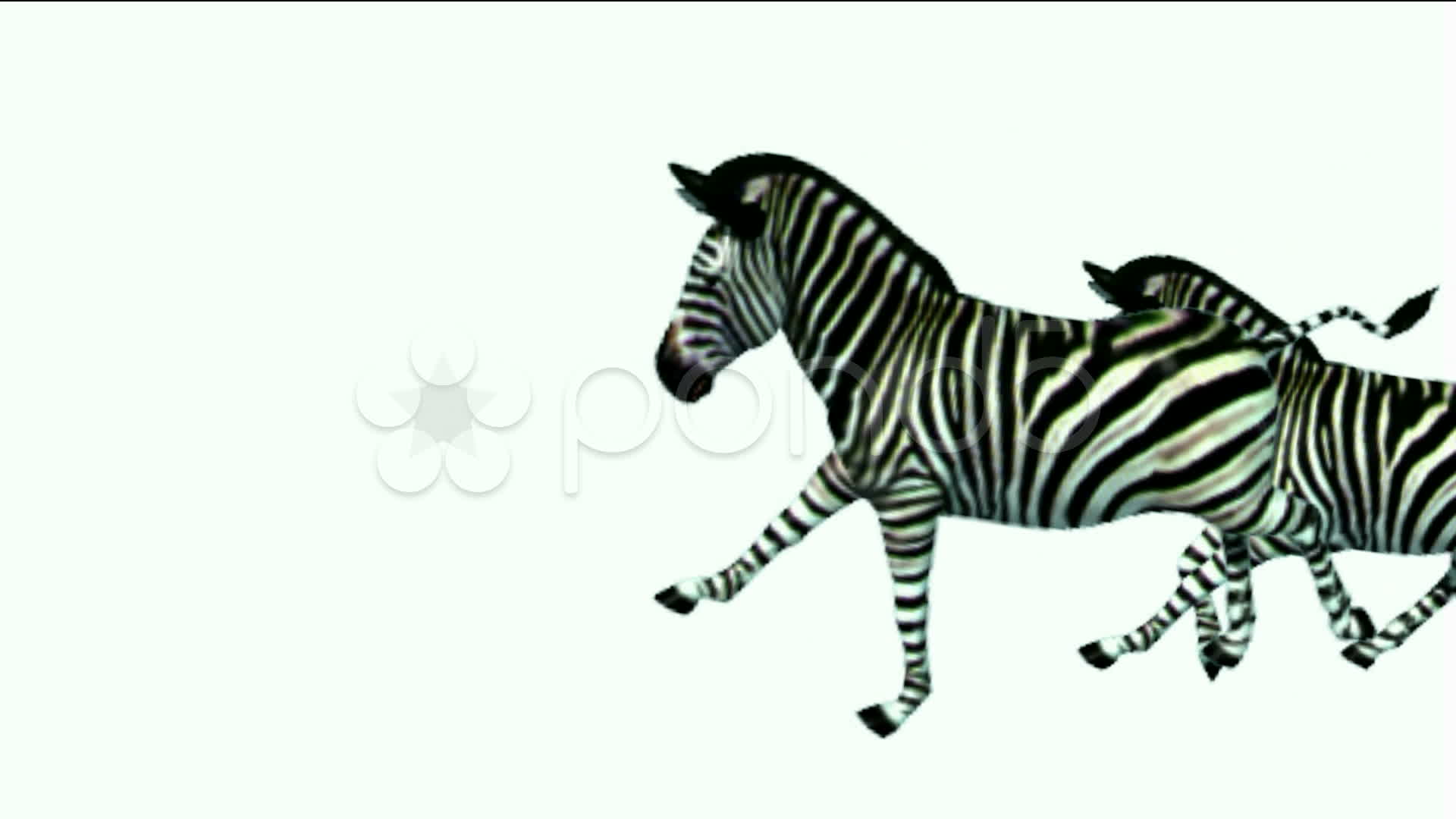clipart zebra group zebras