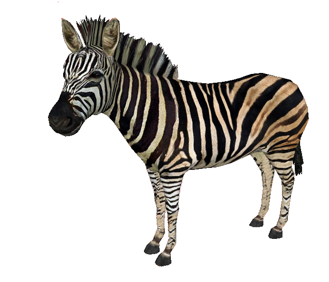 clipart zebra quagga