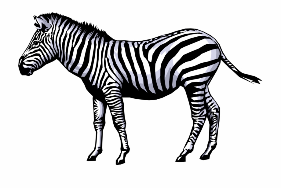 Clipart zebra realistic, Clipart zebra realistic Transparent FREE for
