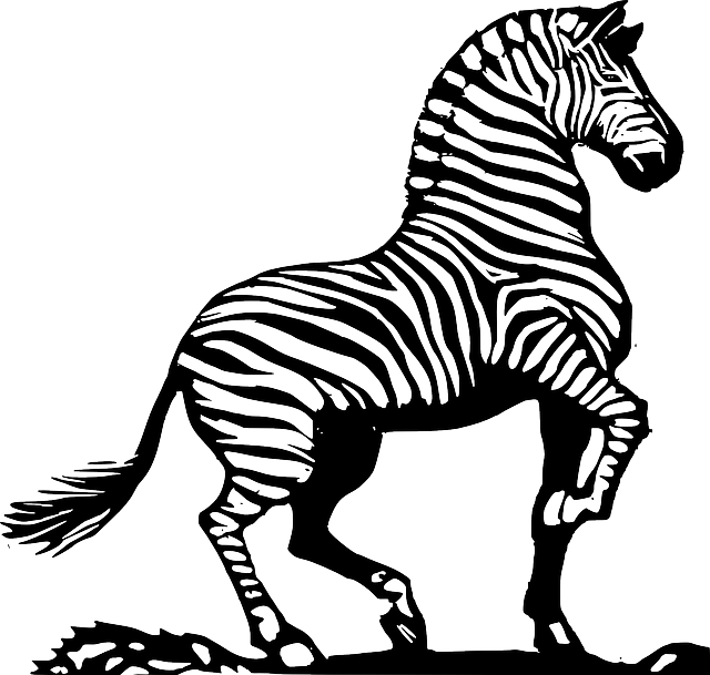 clipart zebra sketch