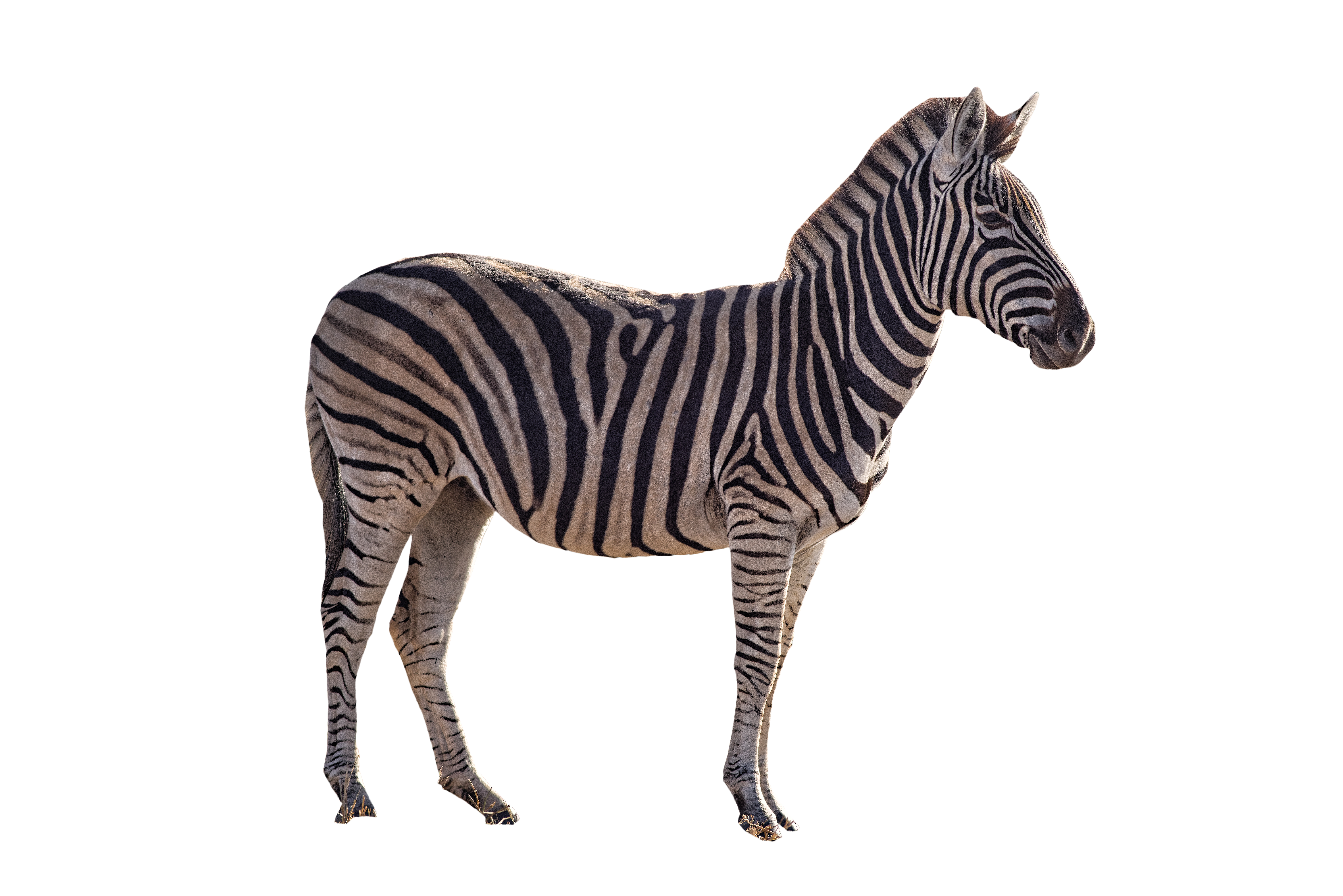 clipart zebra transparent background