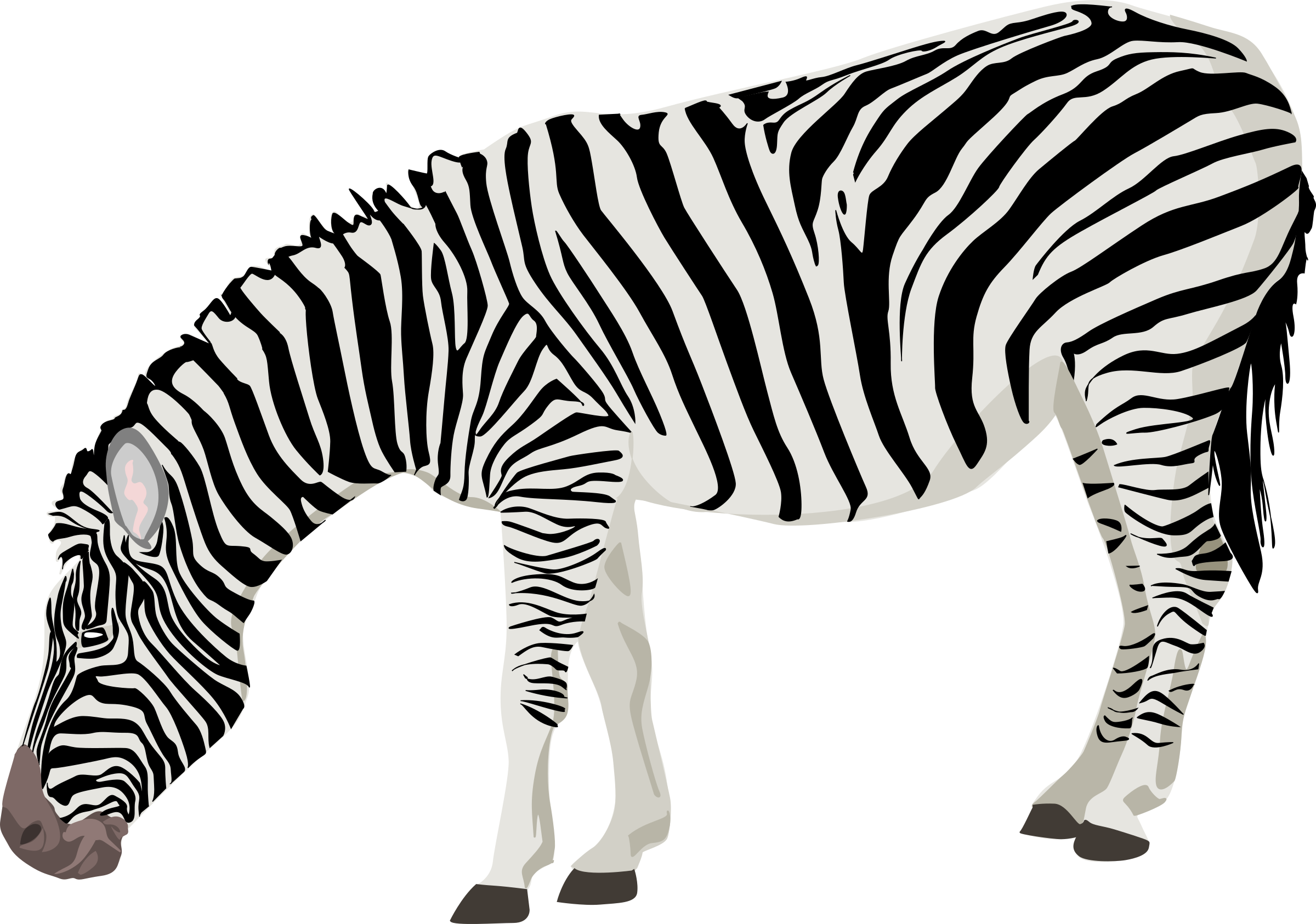 Png transparent free images. Clipart zebra zebra body