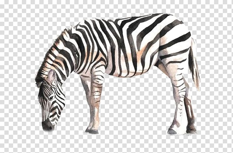 Clipart zebra zebra bow. Horse watercolor painting drawing