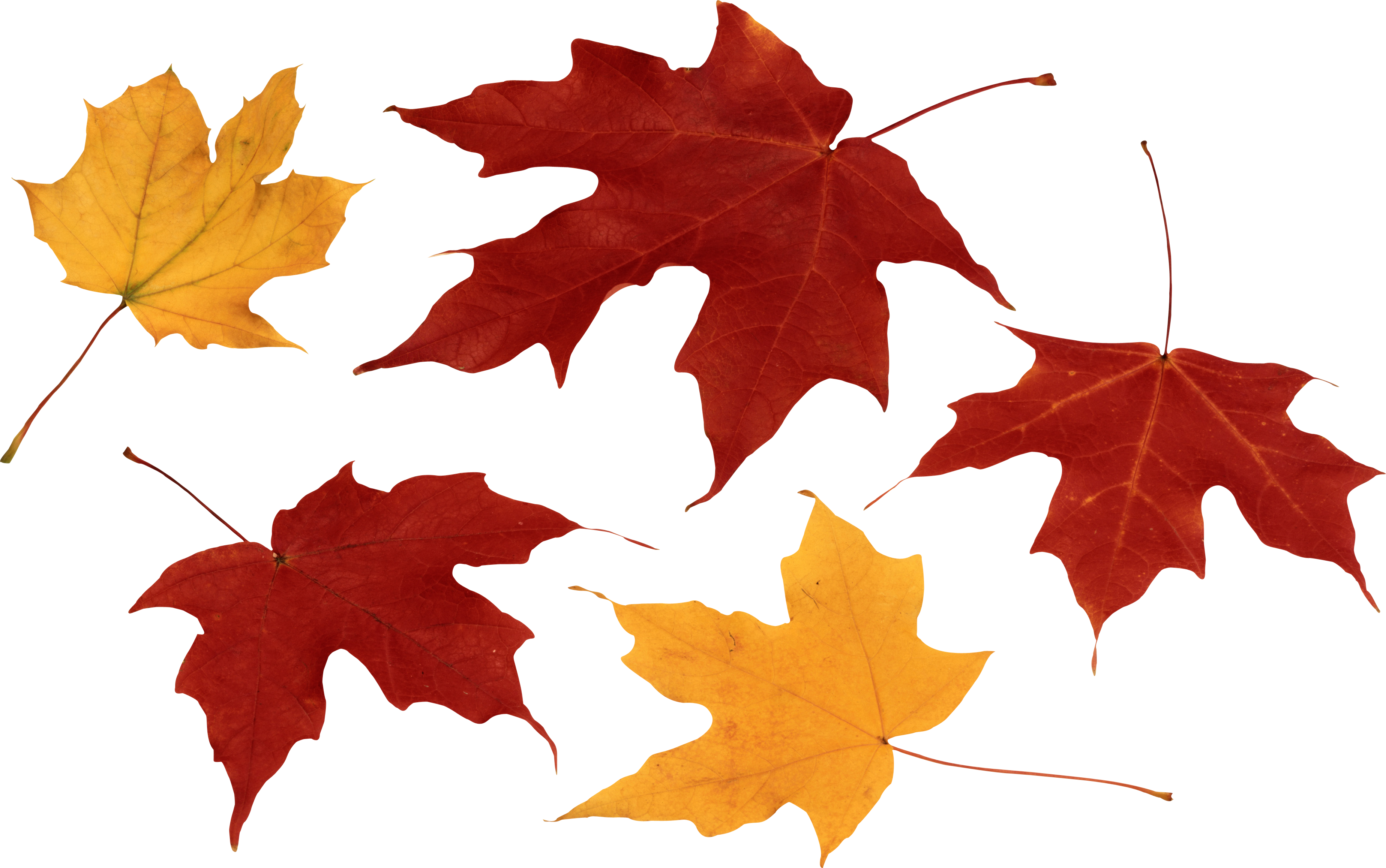 October Clipart Autumn Leaf Picture 1769794 October Clipart Autumn Leaf