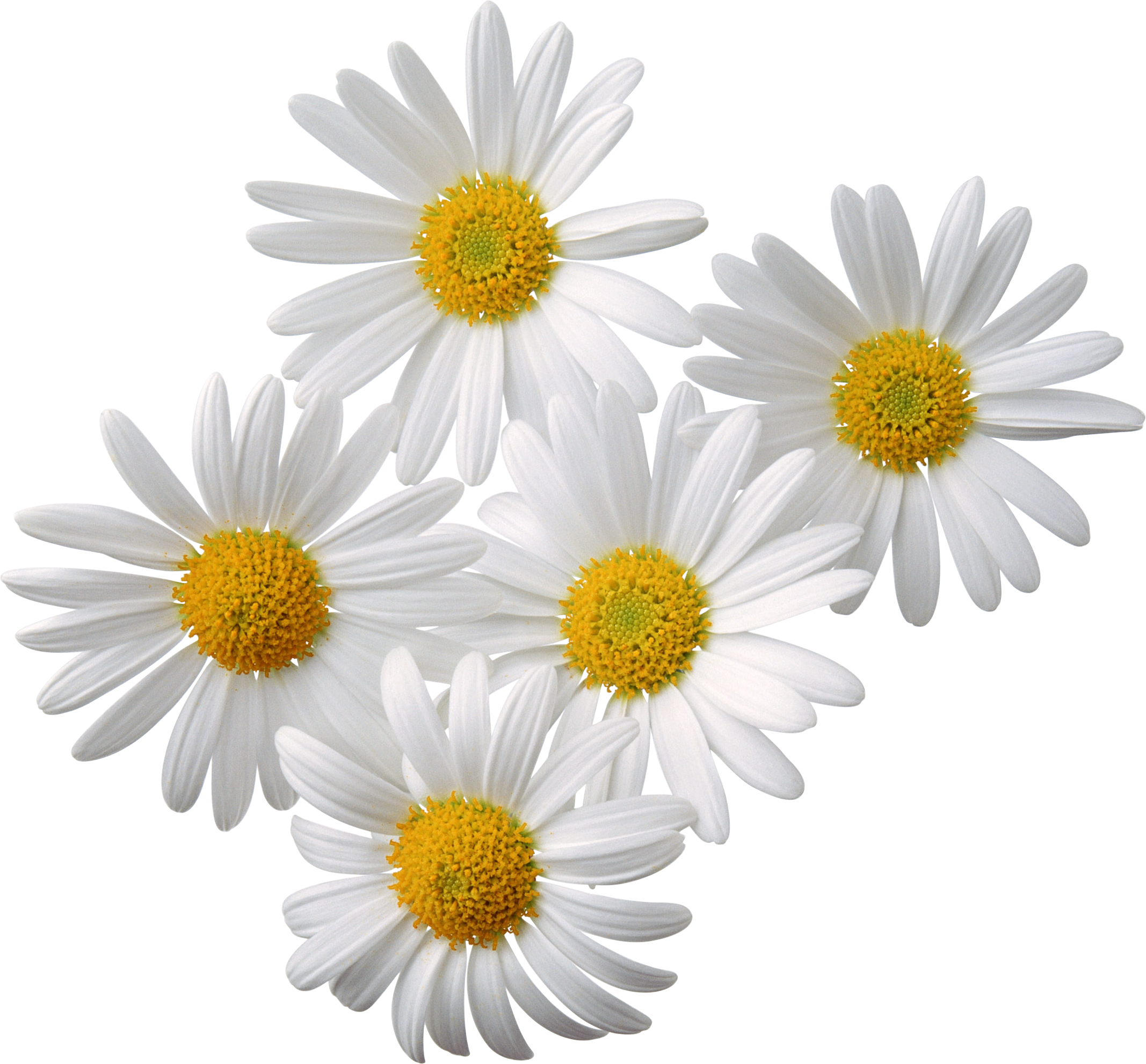 Daisy clipart chamomile flower. White camomile twelve isolated