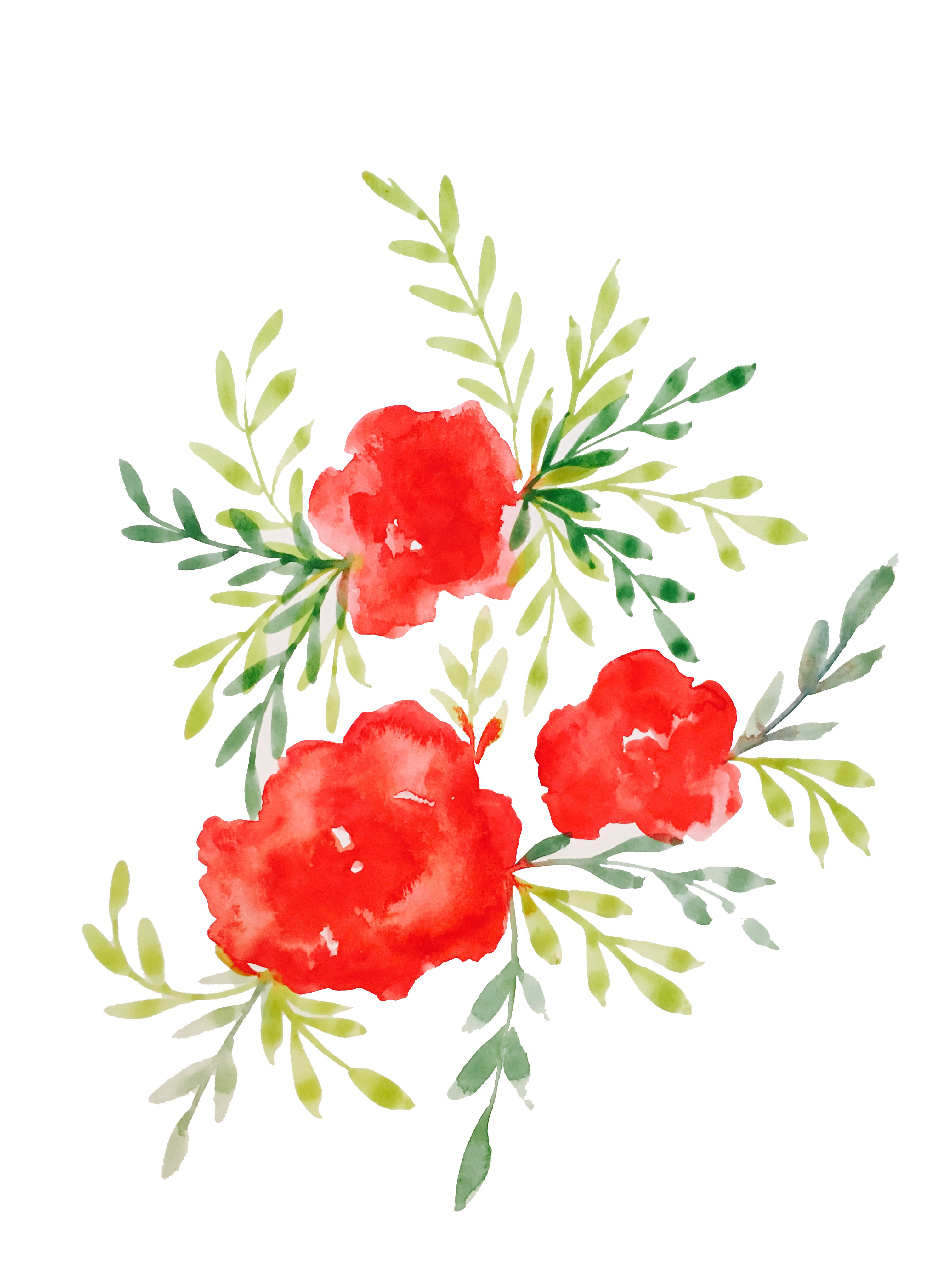 peonies clipart loose watercolor